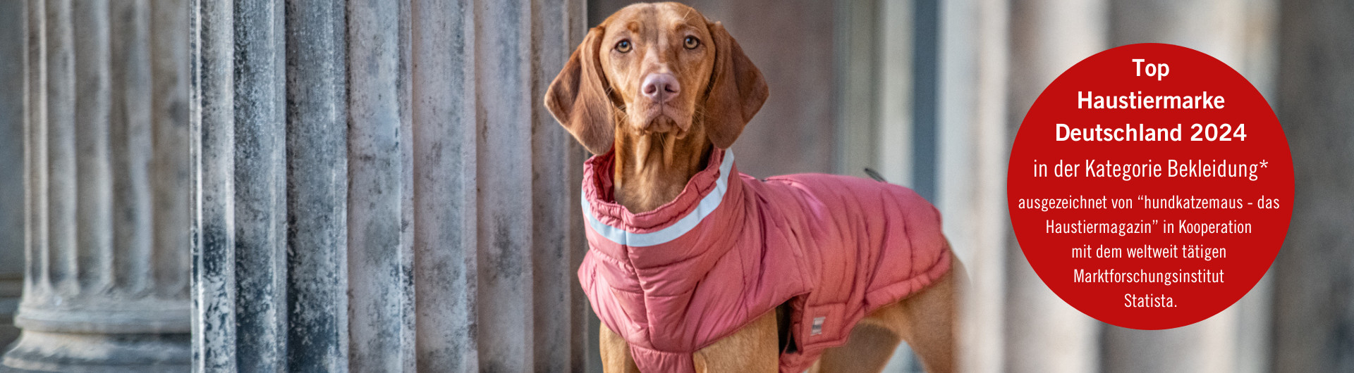 Petitebelle Hundeshirt 'Daddy's Girl' In Weiß - Süße Bekleidung Für Hündinnen